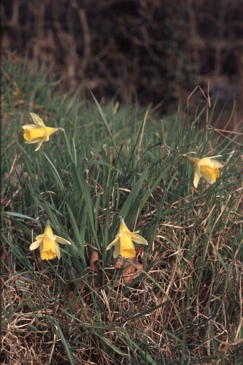 Wild Daffodils